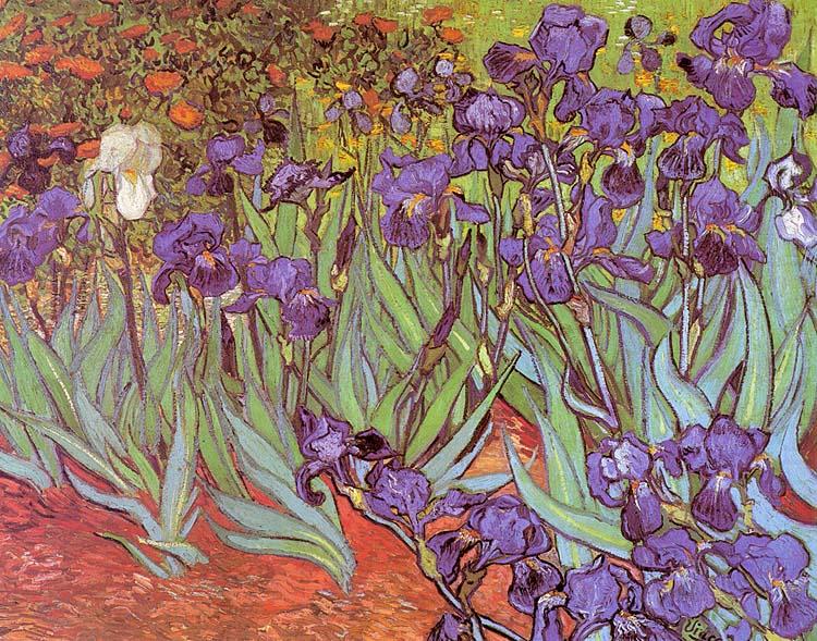 Irises, Vincent Van Gogh